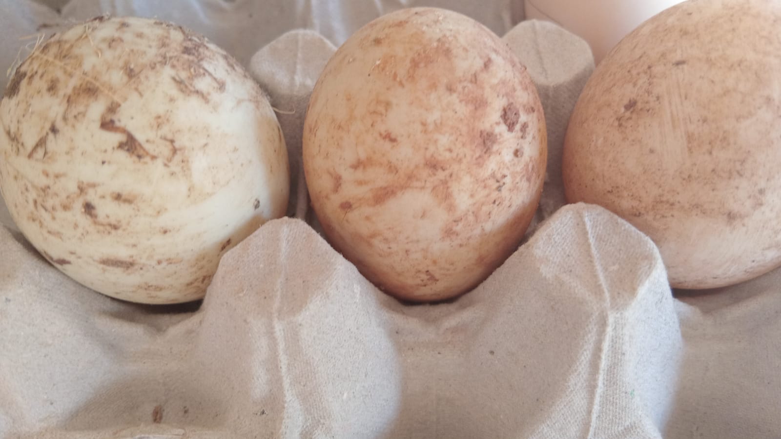 Fertile Muscovy Eggs