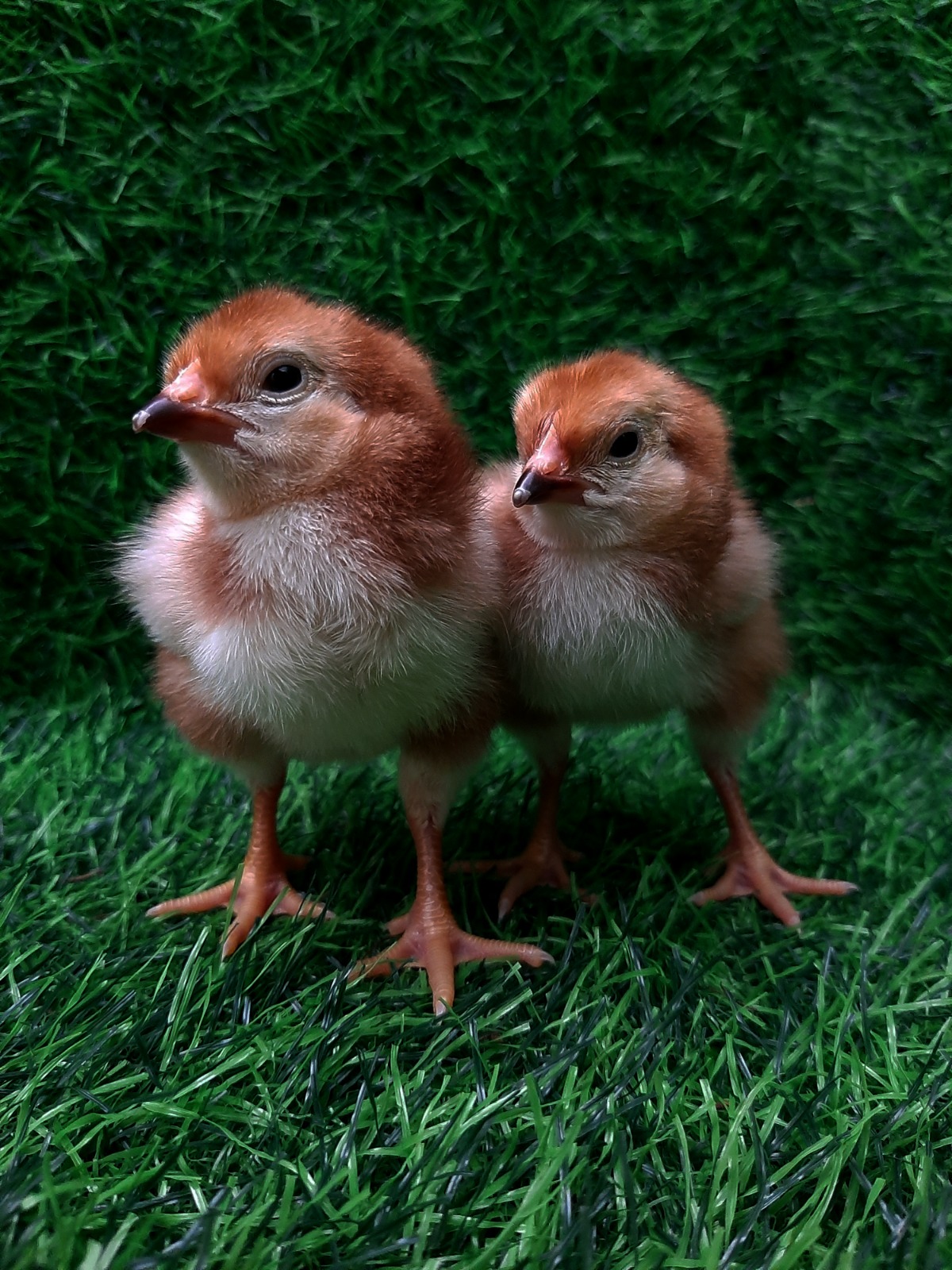 Rhode Island Reds Chicks x 50