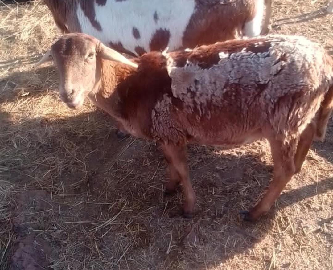 Young Meatmaster Ewe