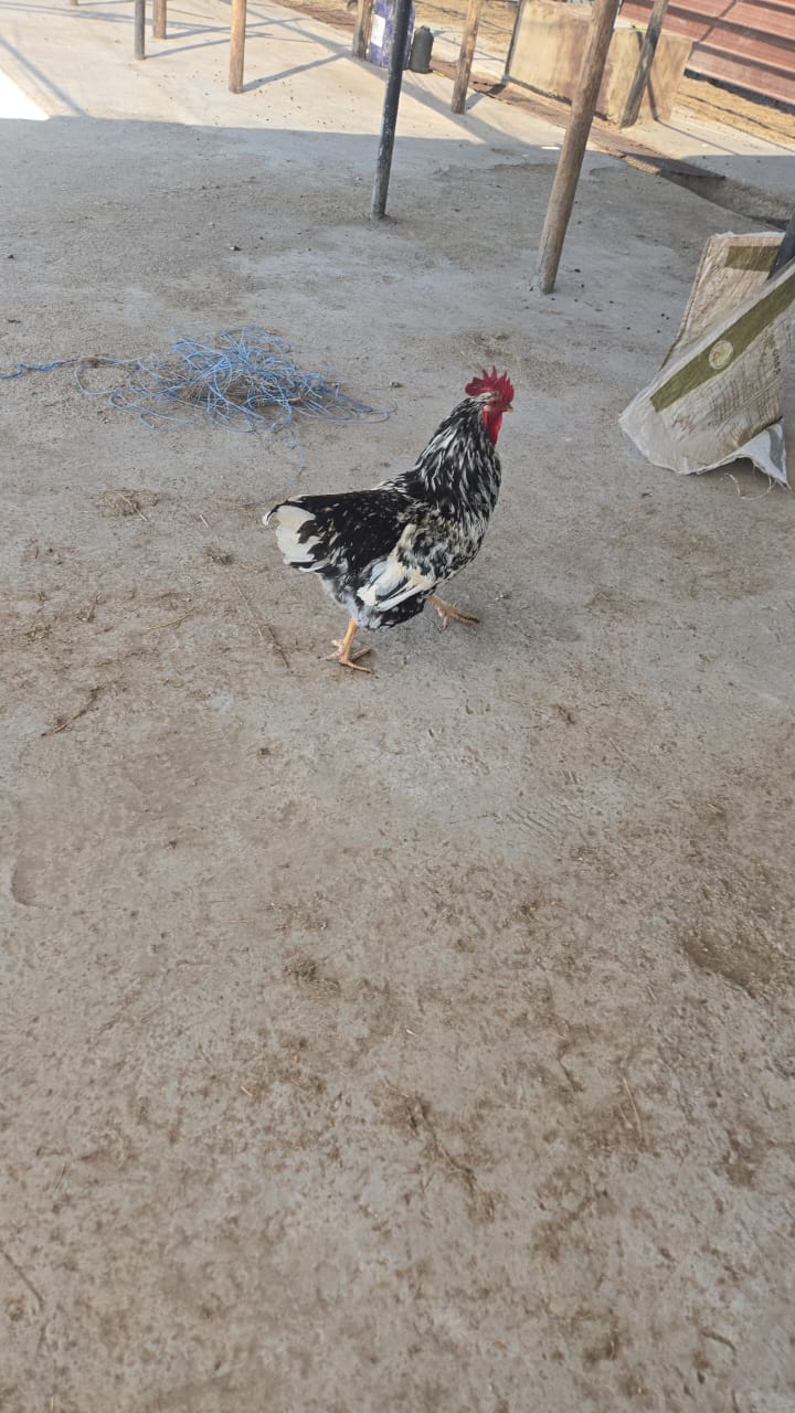 4 x Mix Breed Roosters