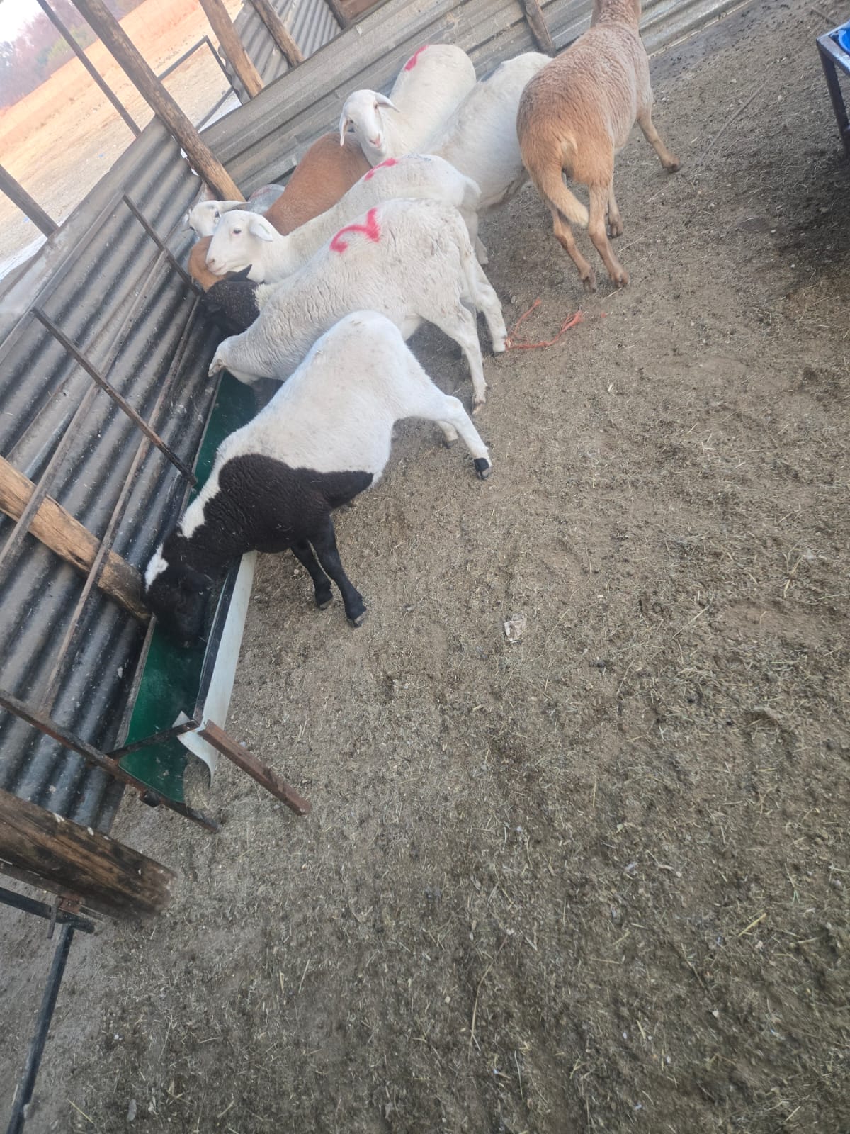 Meatmasters lambs