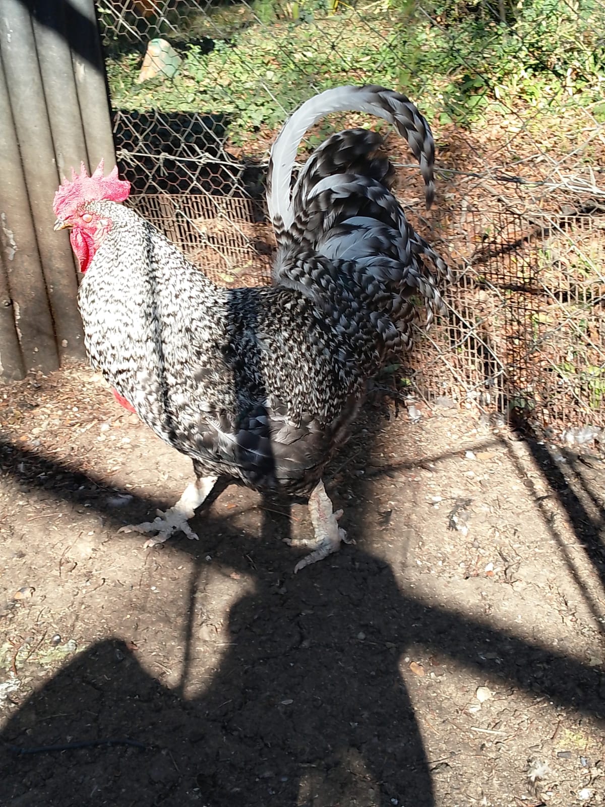 Striking Rooster