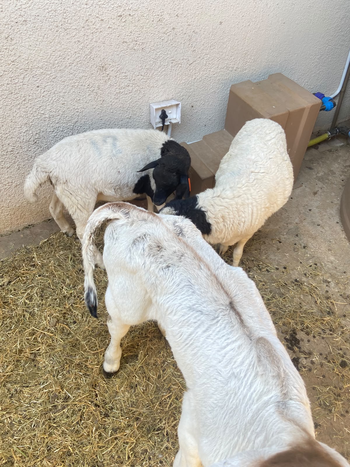 2 x rams