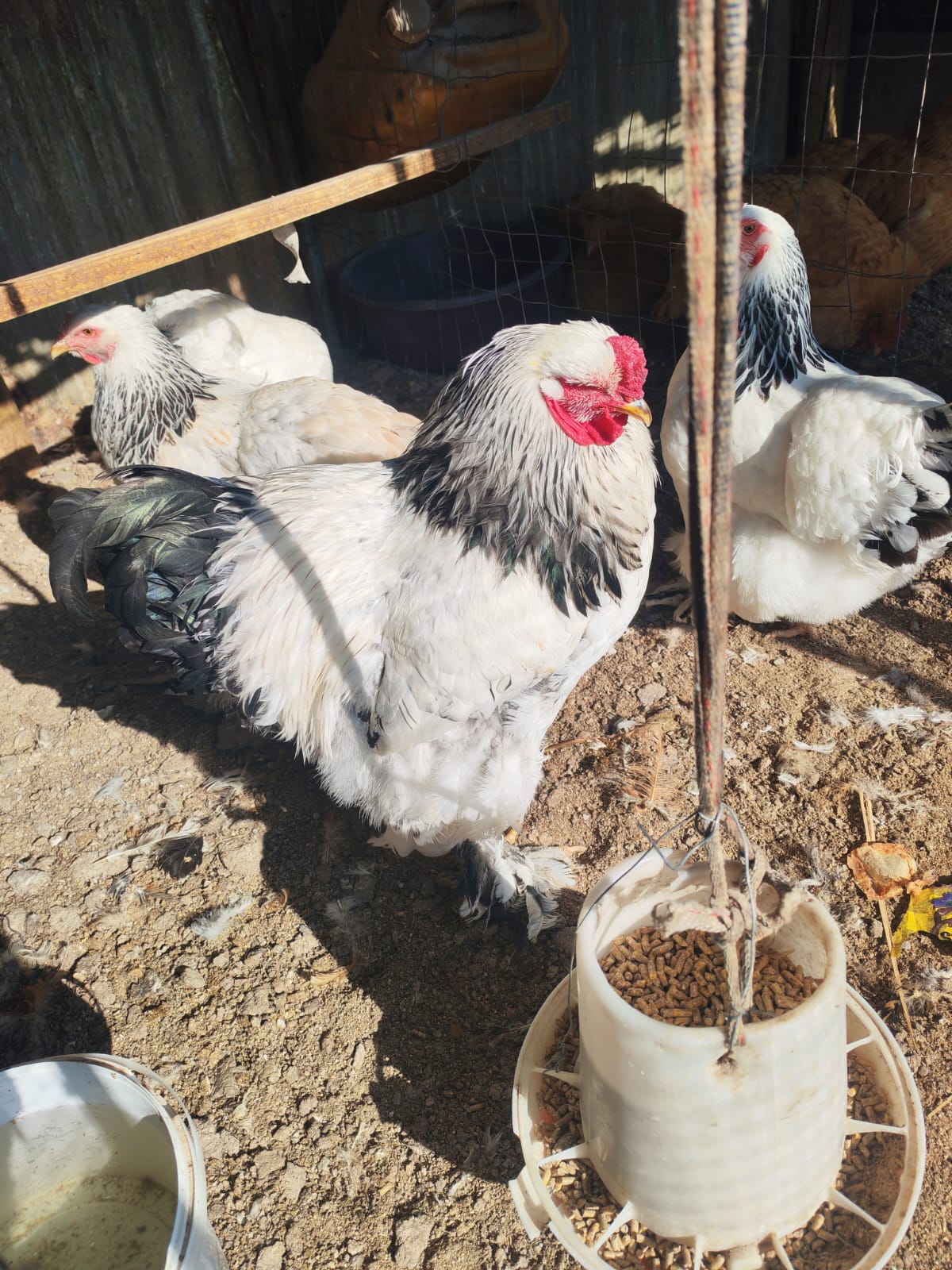 Light Colombian rooster