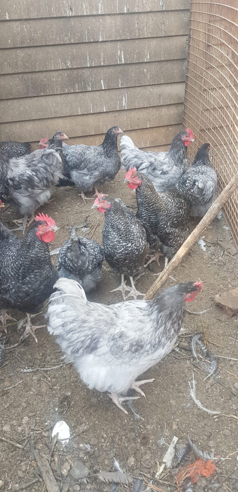 8 Roosters 5 months old