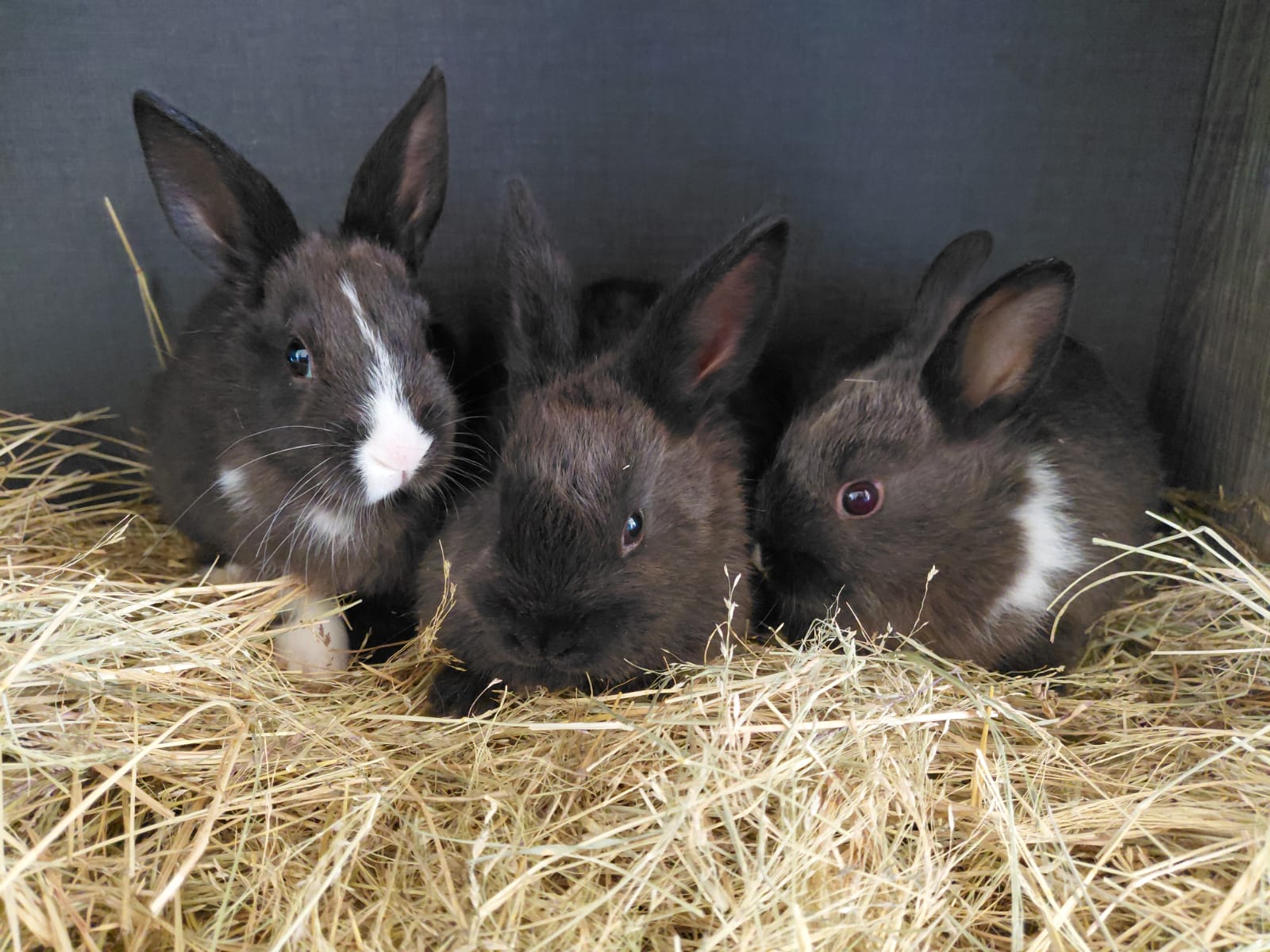 Bunnies for sale @ R90 each