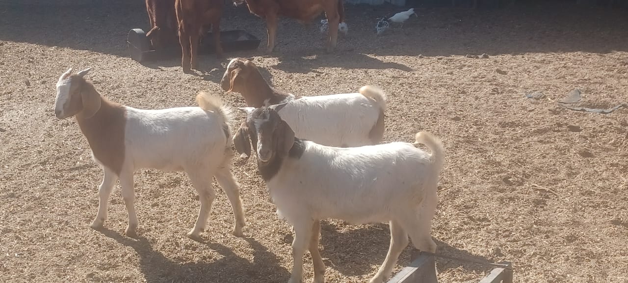 Boer Goats for Sale