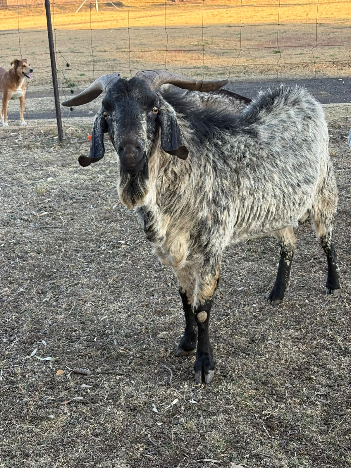 Black Cape Speckled Buck