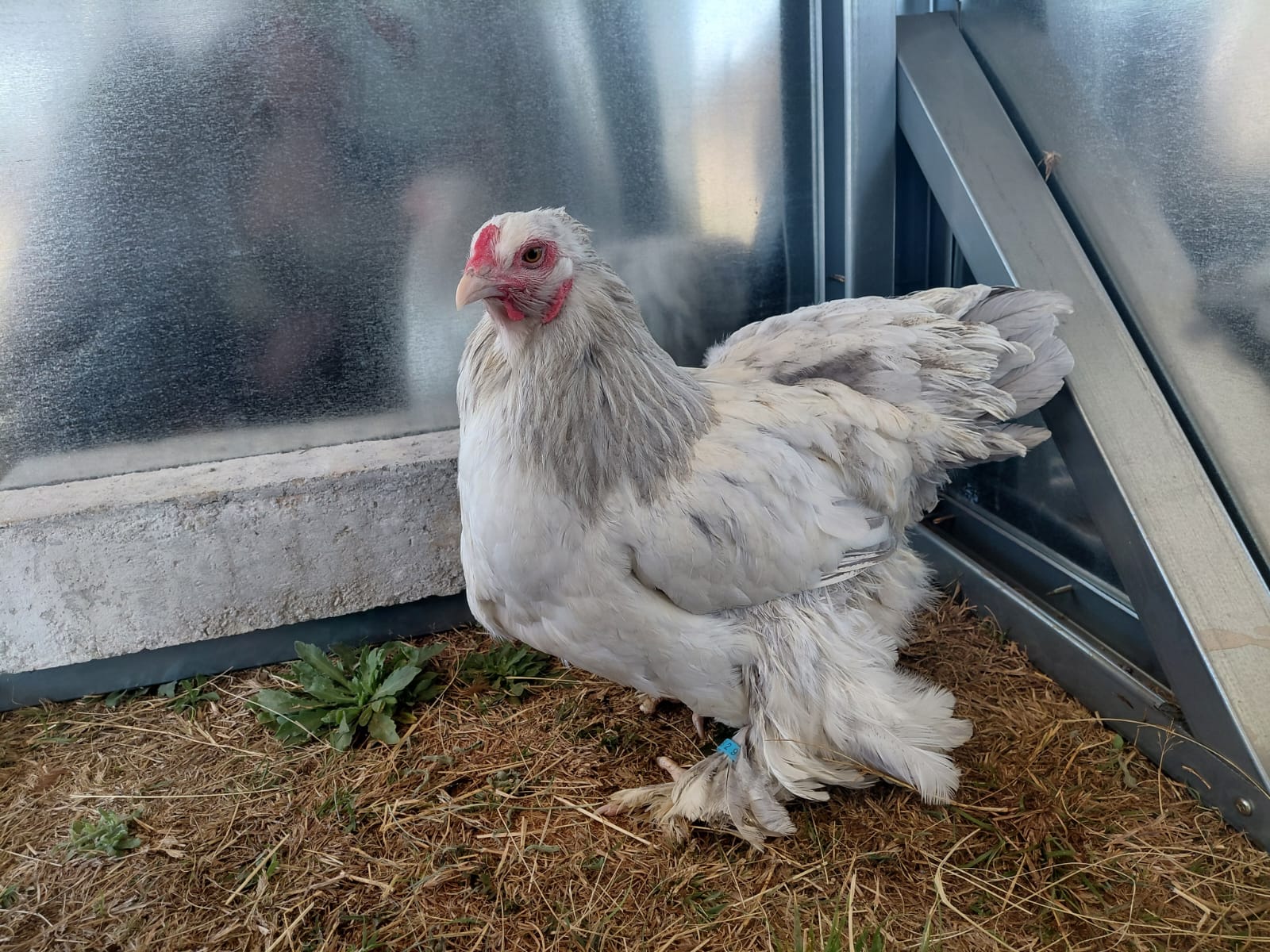 Brahma Hen