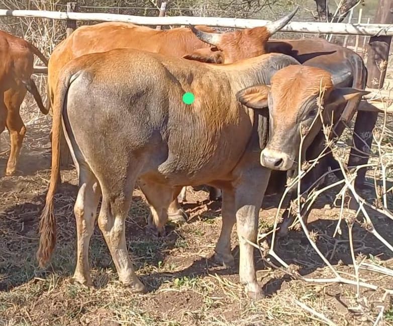 Light Brown Cattle