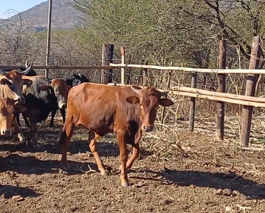 bull