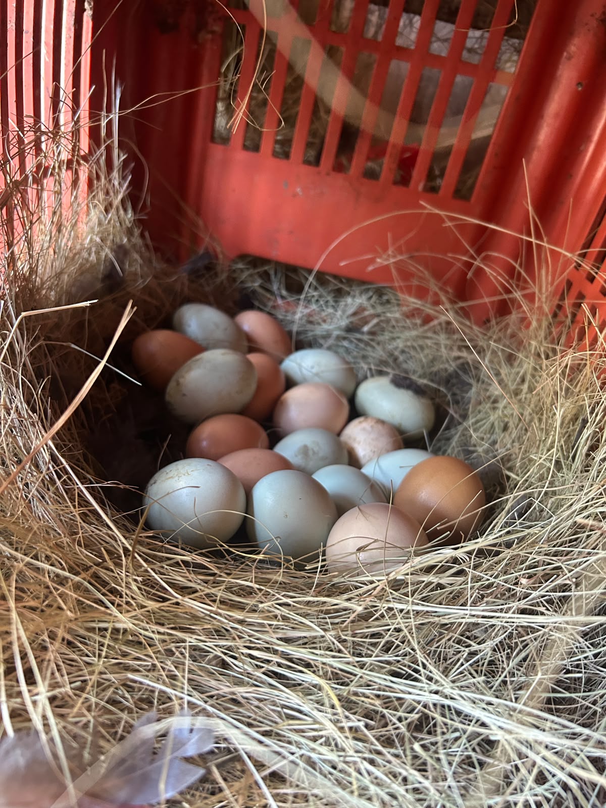 Cream Legbar Fertile Eggs(Only Blue)