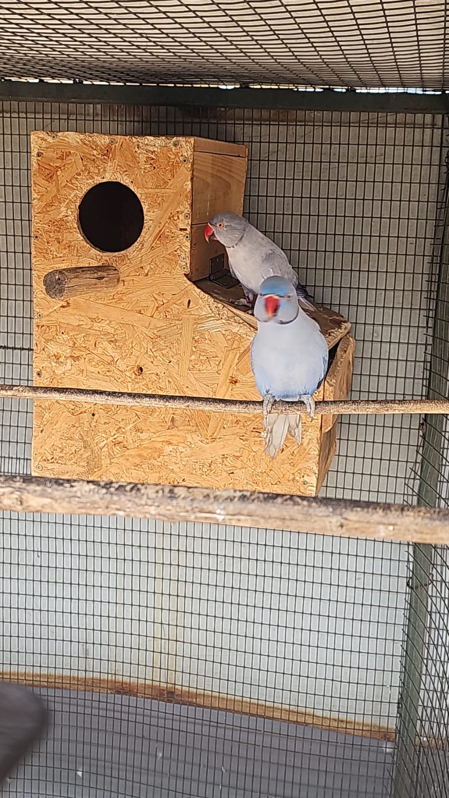 Voilet apoline and blue apoline Breeding pair