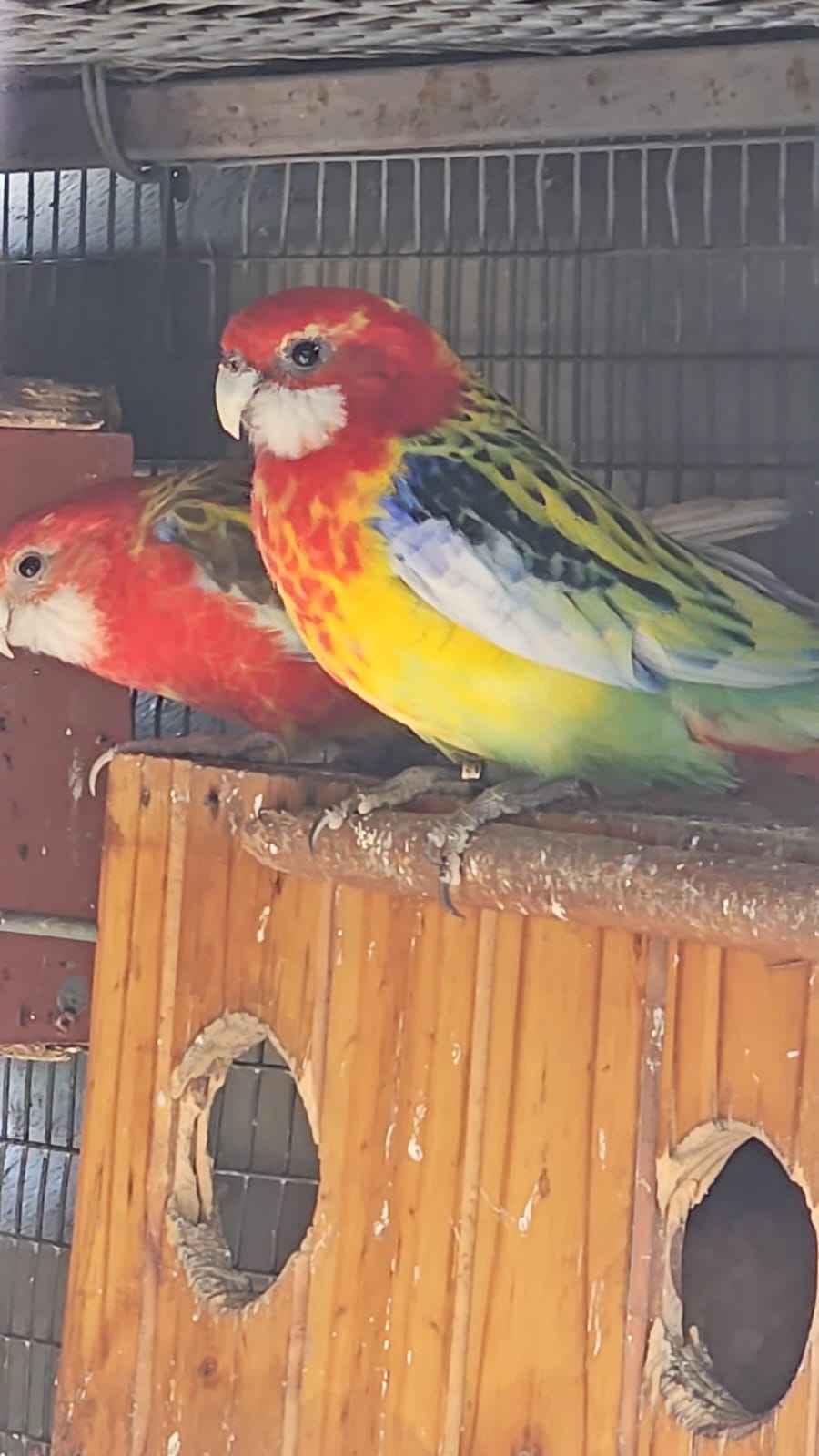 Breeding pair goue mantels toes are fine feathers good healthy birds