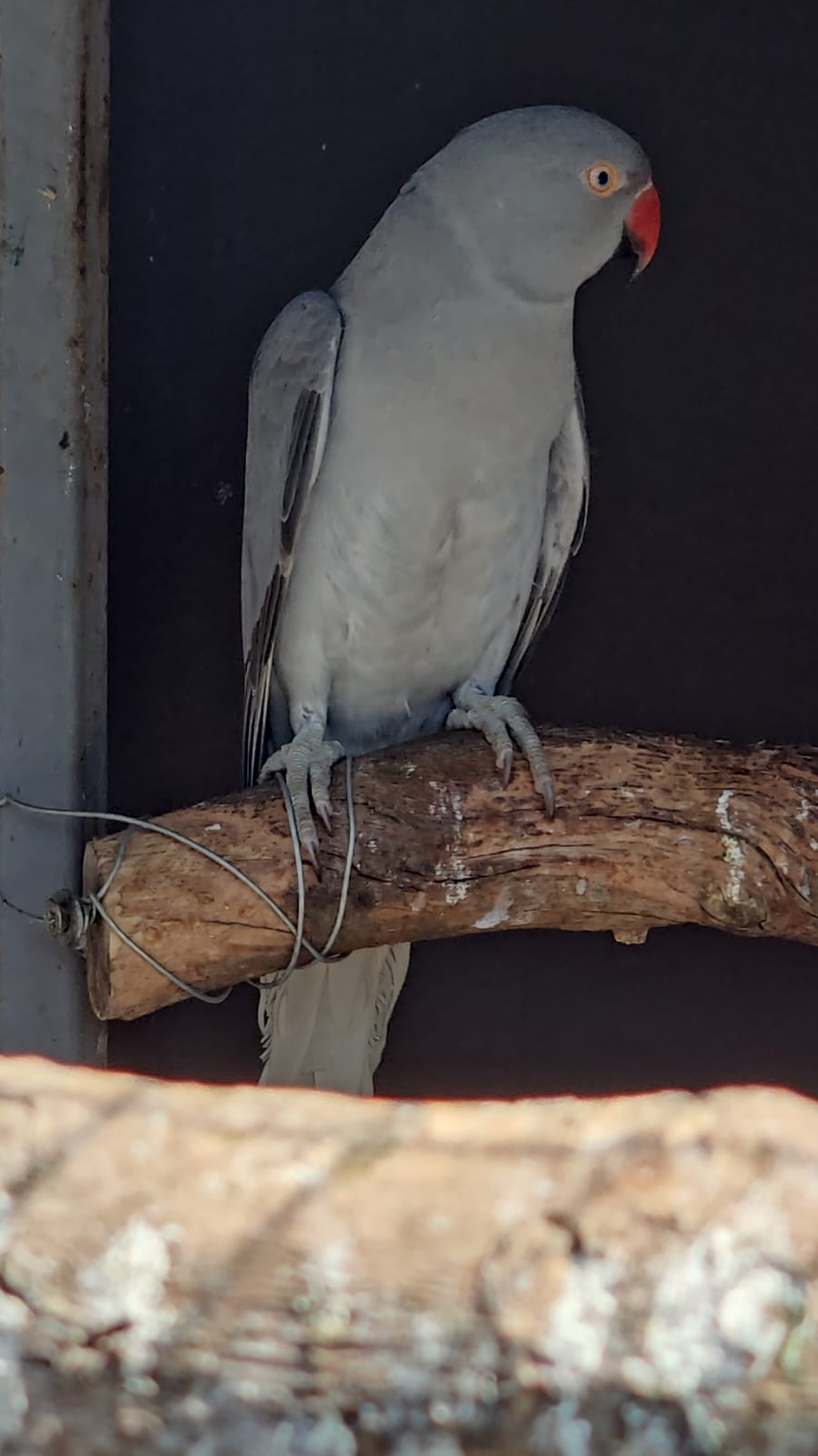 2023/2024 grey female ALL good
