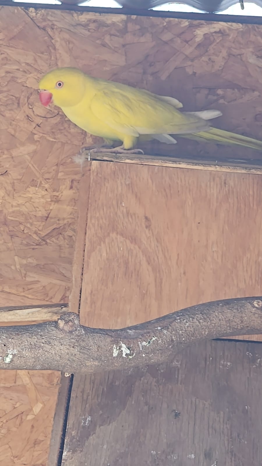 2024 Lutino female Parakeet