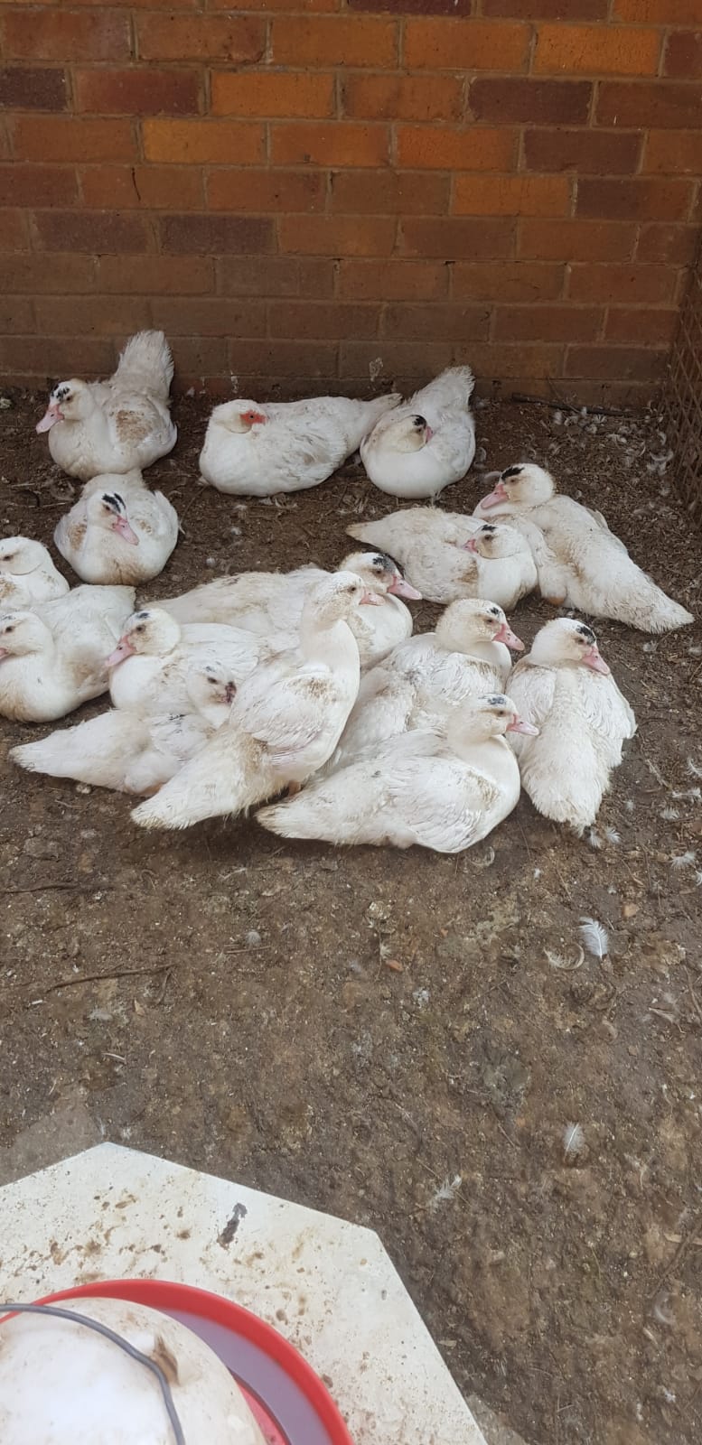 Makoue Ducks