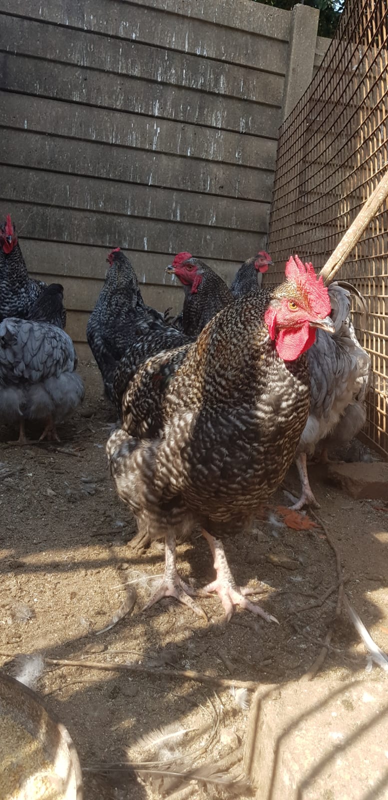 8 Roosters