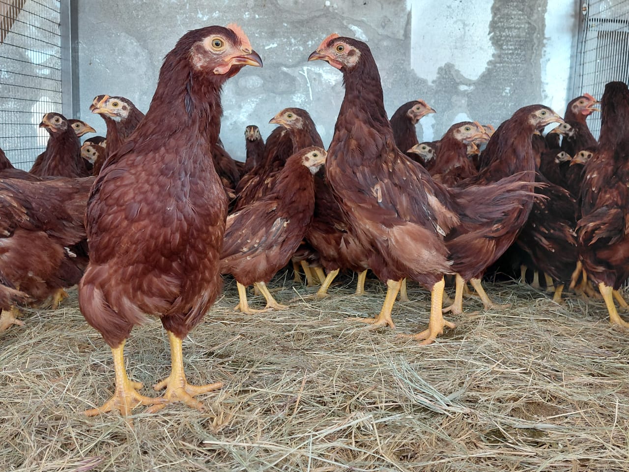 Purebred Rhode Island Red Roosters @ 16 weeks
