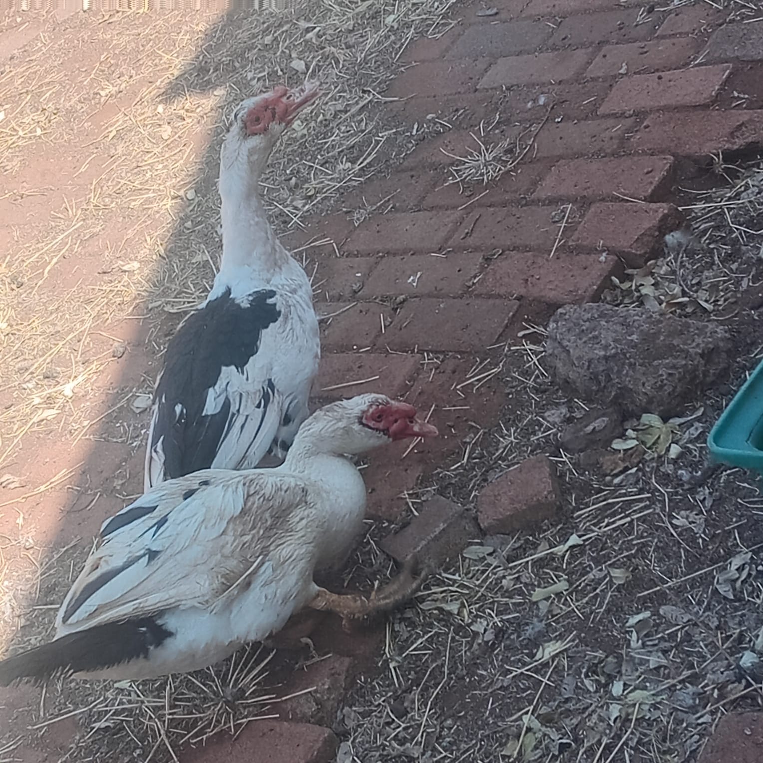 3 x Muscovy ducks