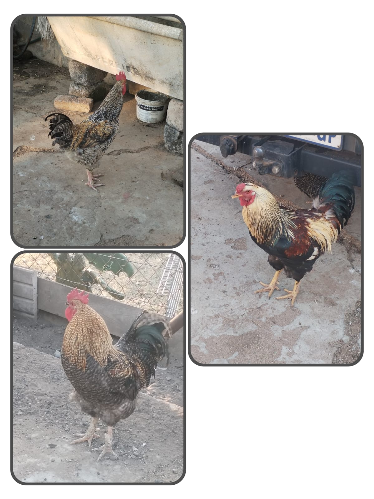 3 Young Roosters for Sale