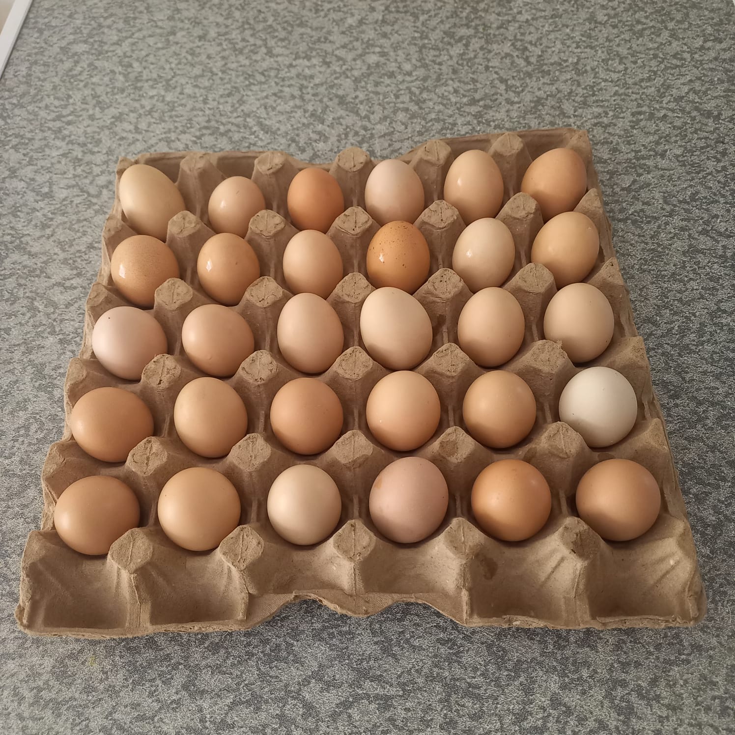 150 Black Australorp Fertile Eggs