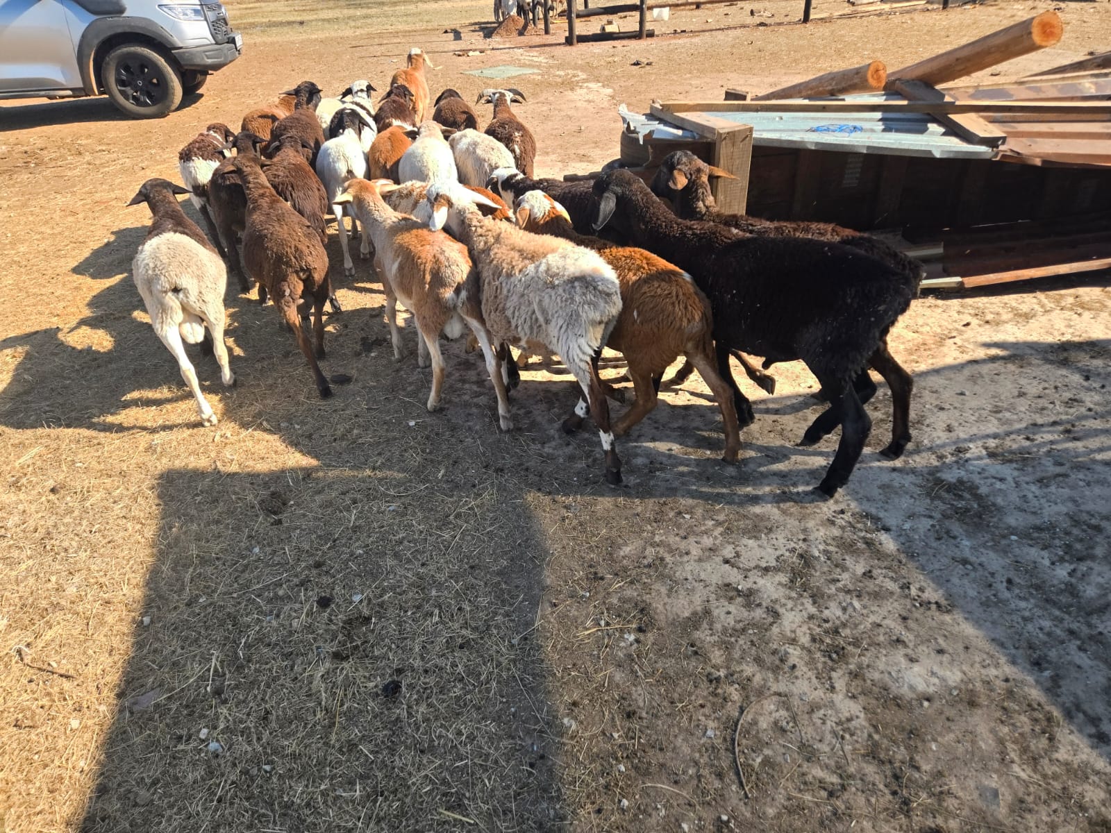 Meatmasters lambs