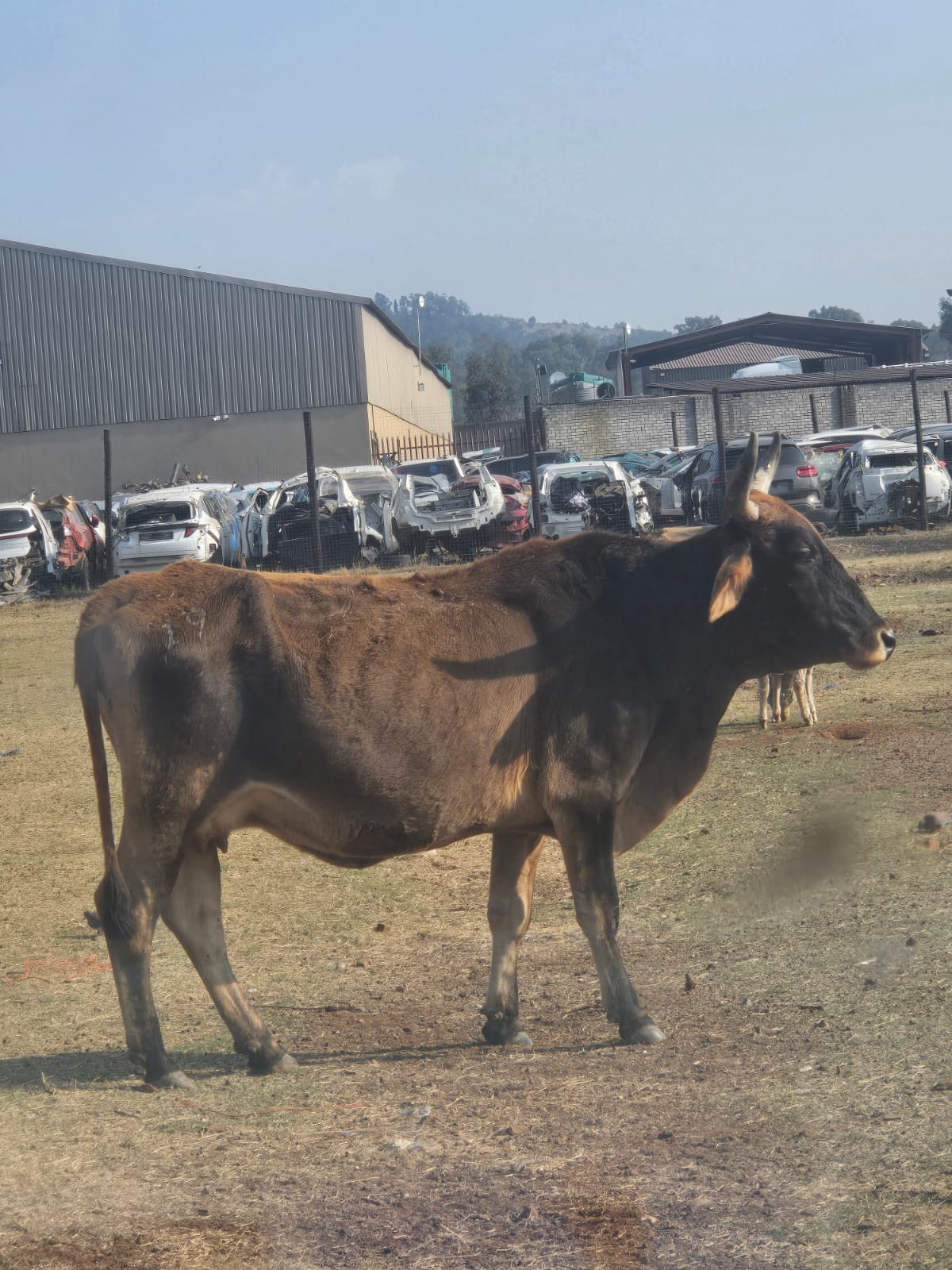 Dark-coated cow for sale