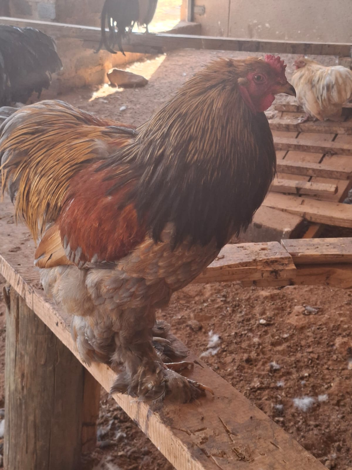 5x Pure Breeding Roosters