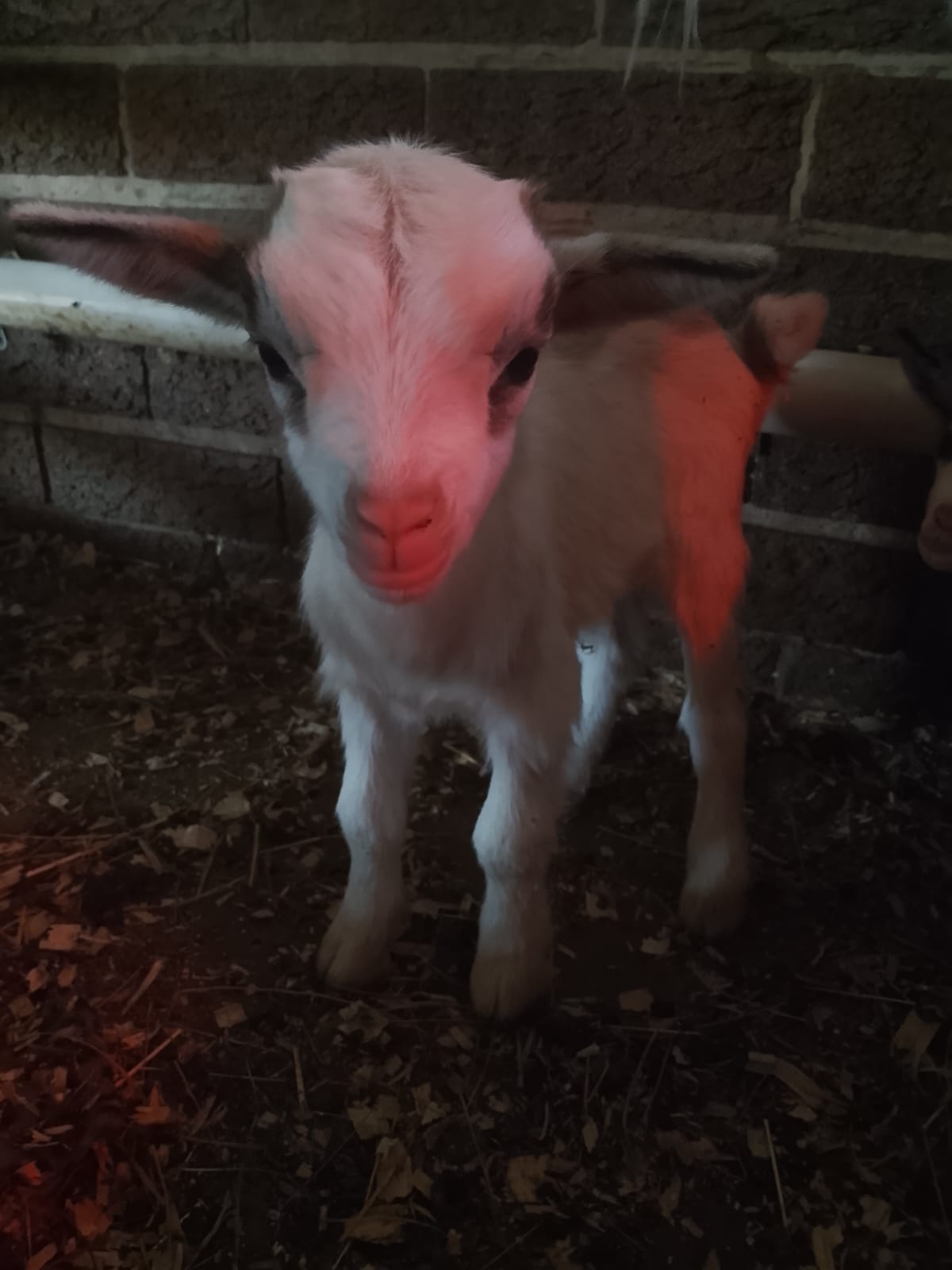 Nigerian dwarf bottle baby