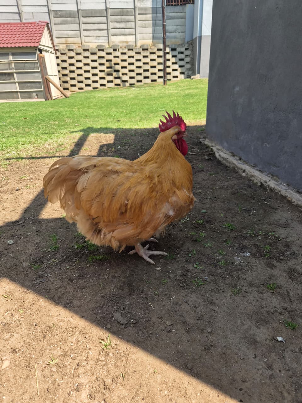 Orpington rooster R400 walkerville