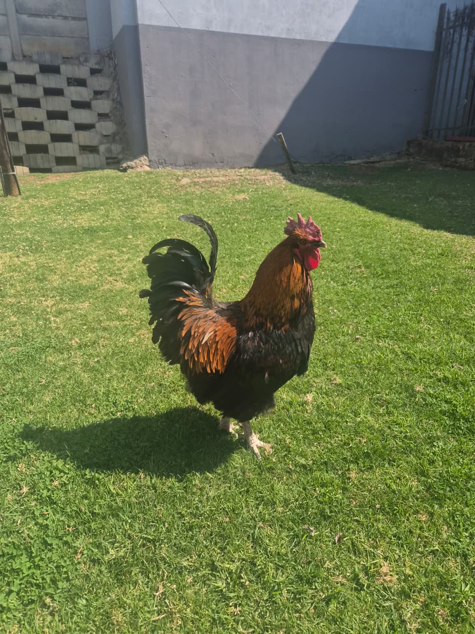 Big rooster for sale in Walkerville