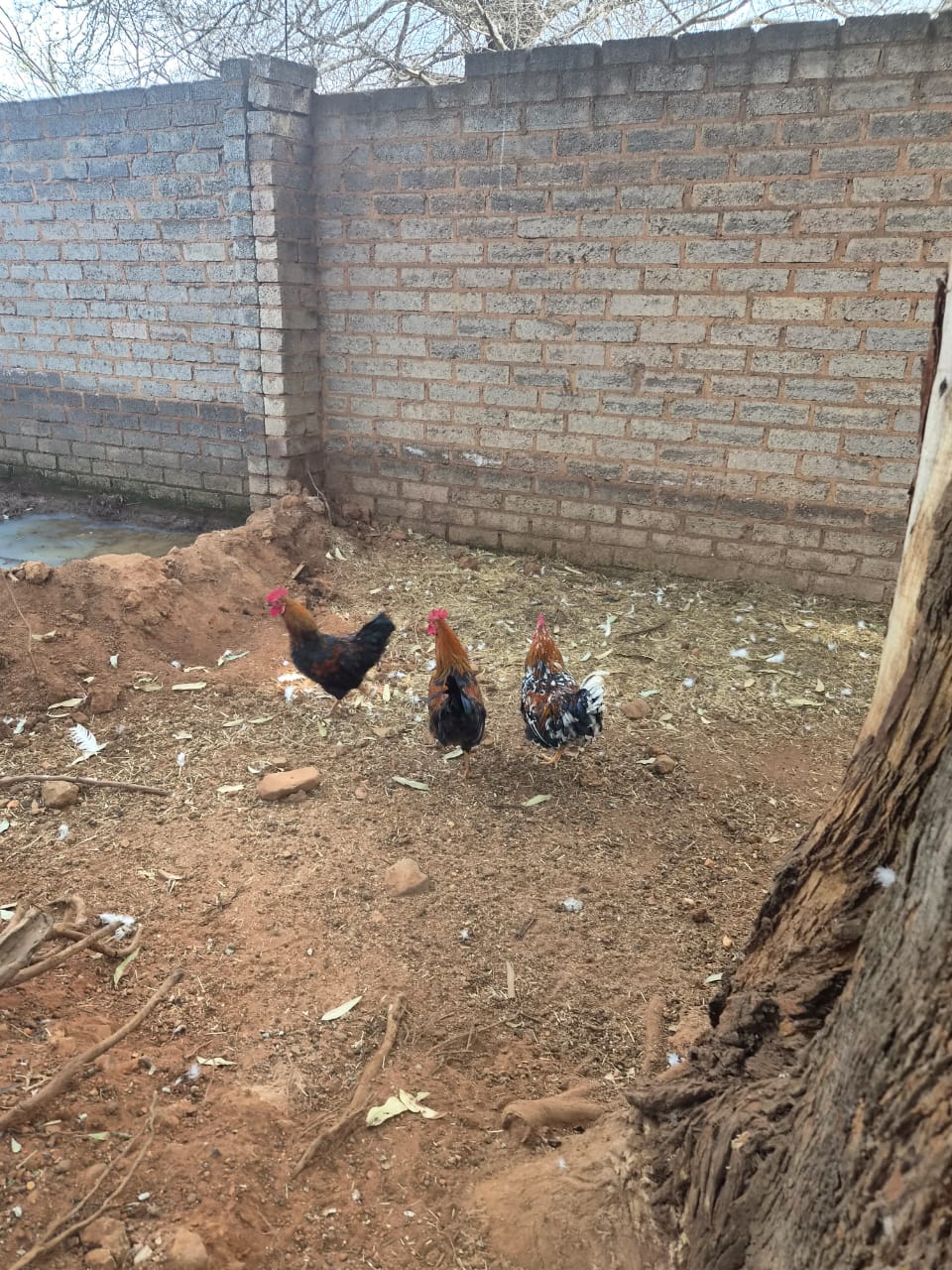 3 roosters for sale - Walkerville