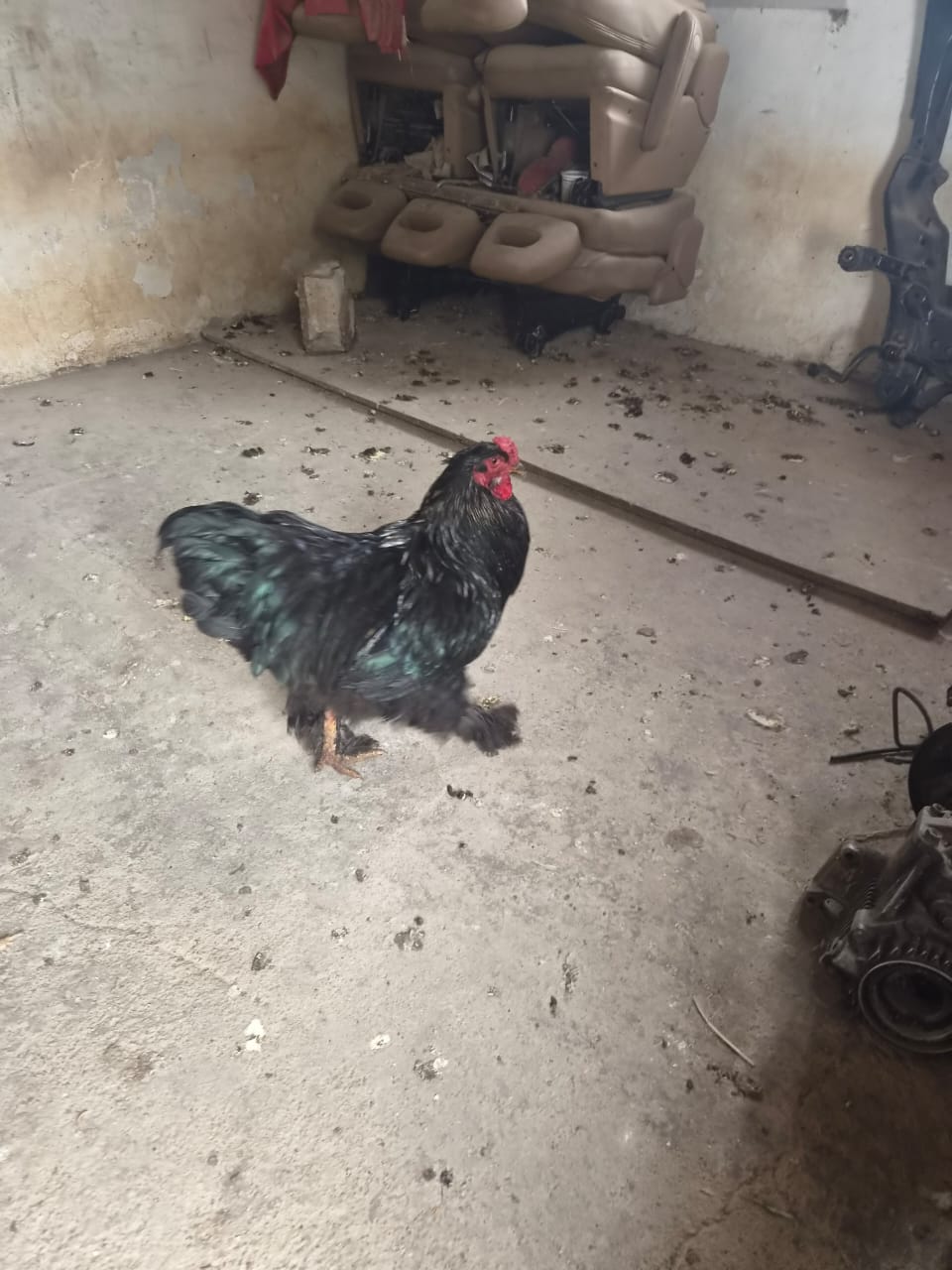 Brhama rooster