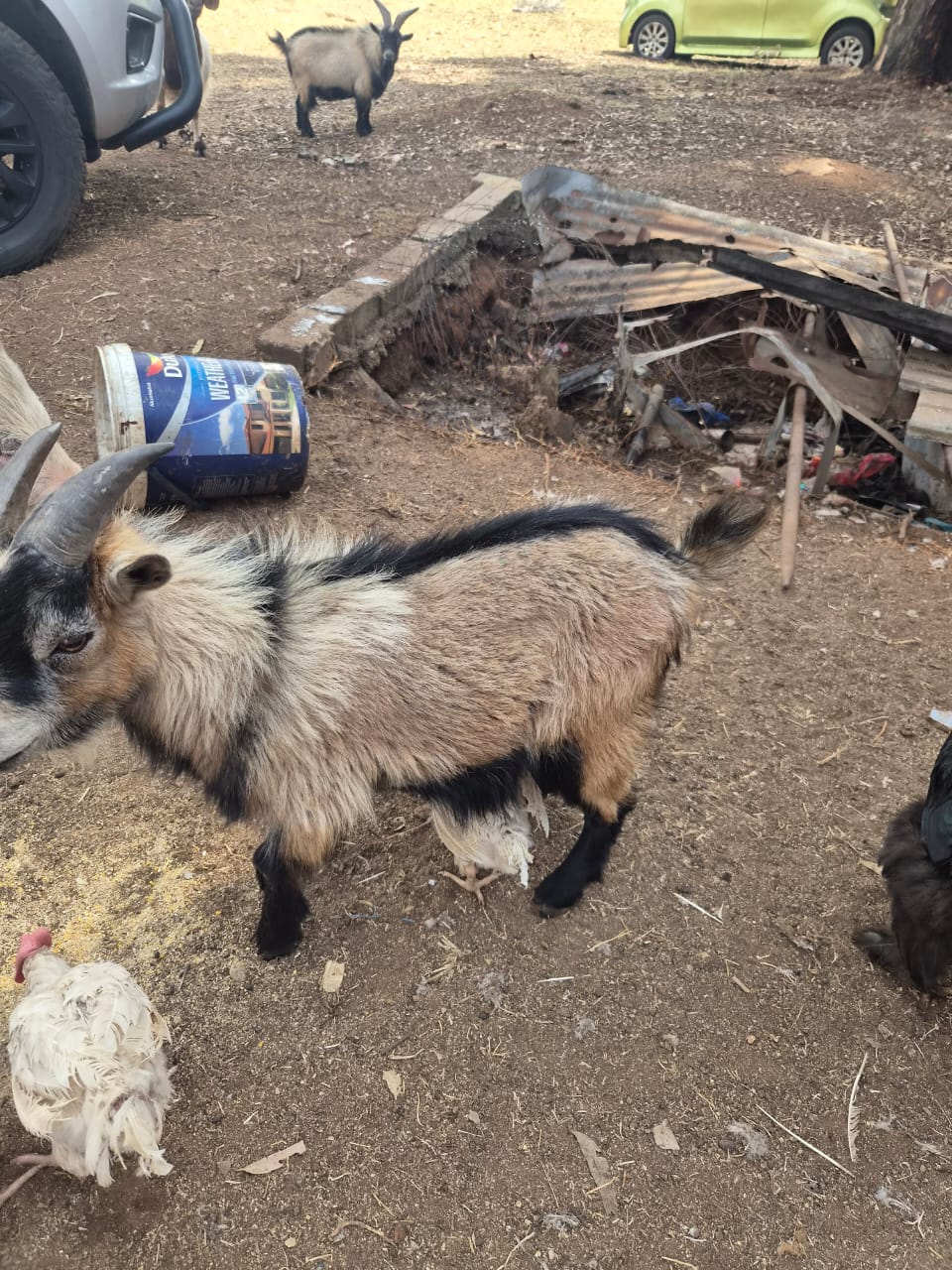Nigerian Dwarf Goat R1200 Walkerville