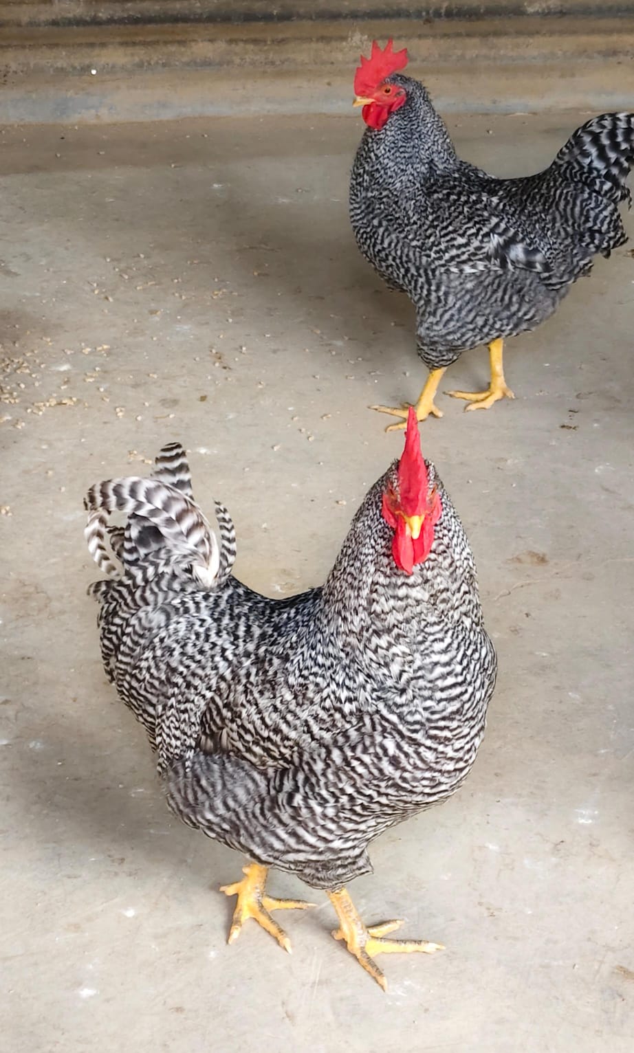5 x koekoek roosters