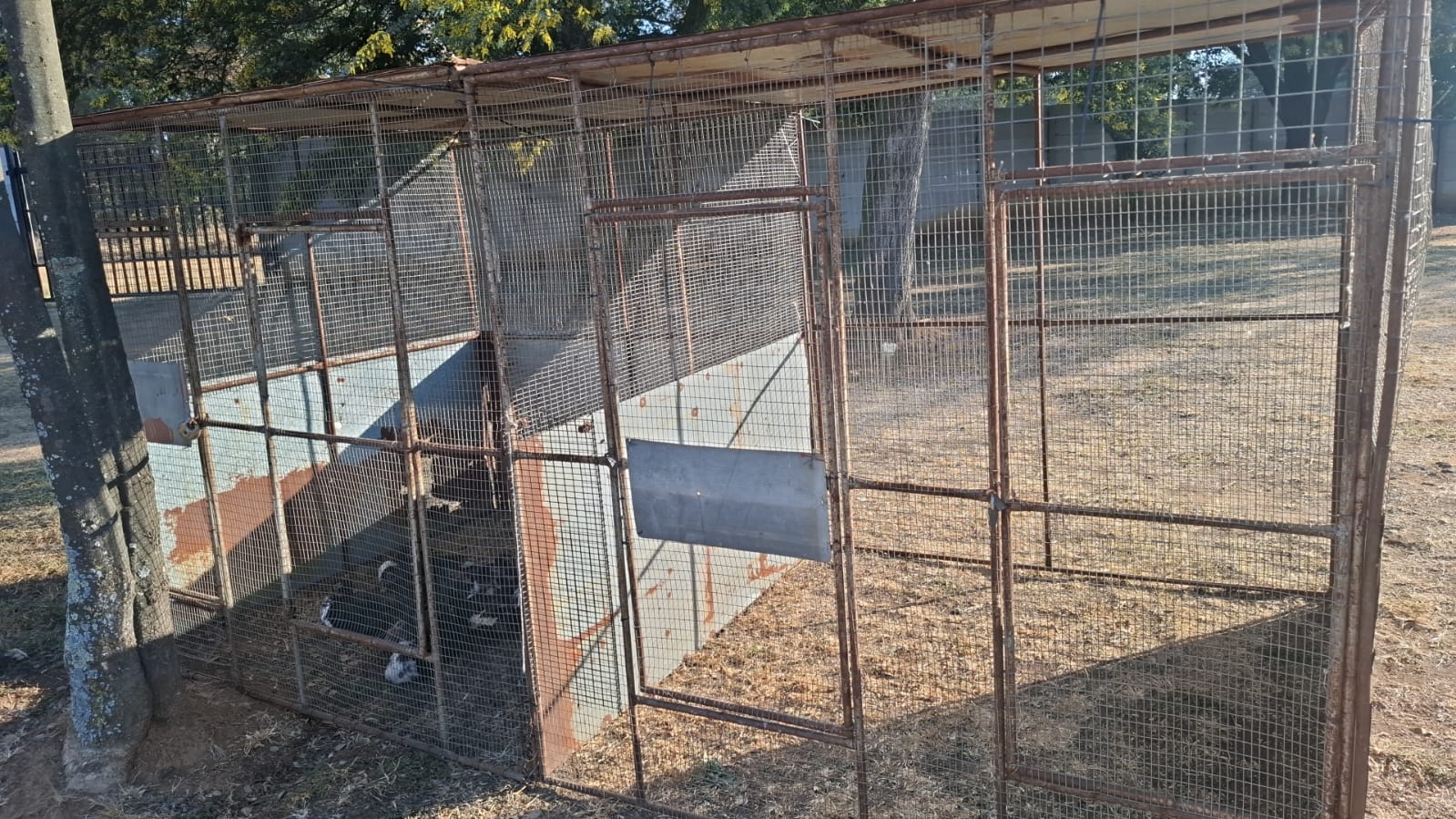 Cage