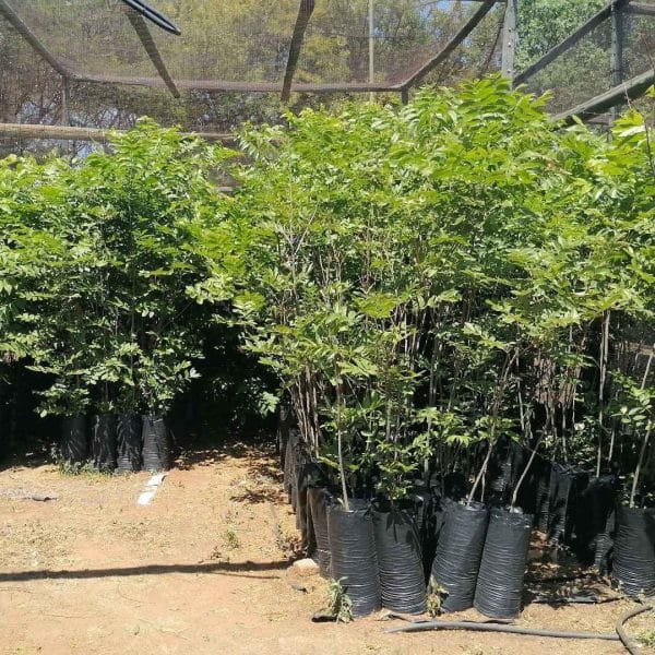 50x Pecan Trees