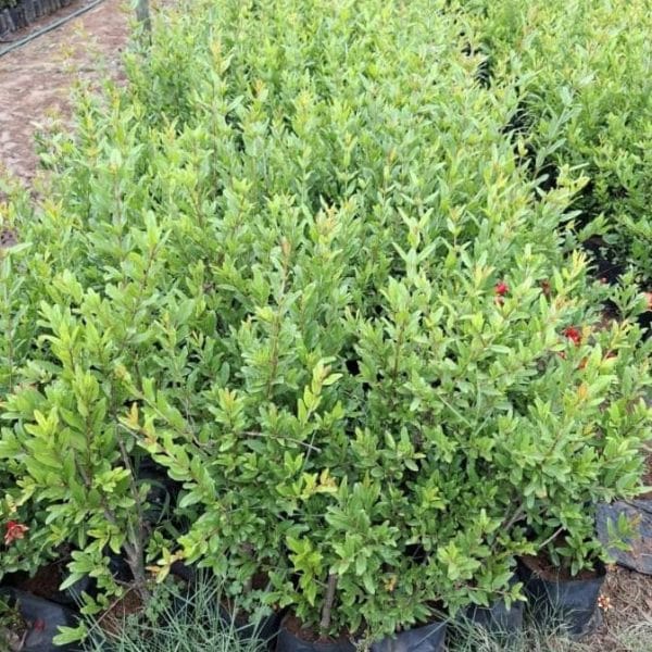 Pomegranate Trees x 50