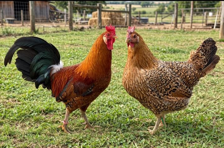 Sicilian Buttercup breeding pair