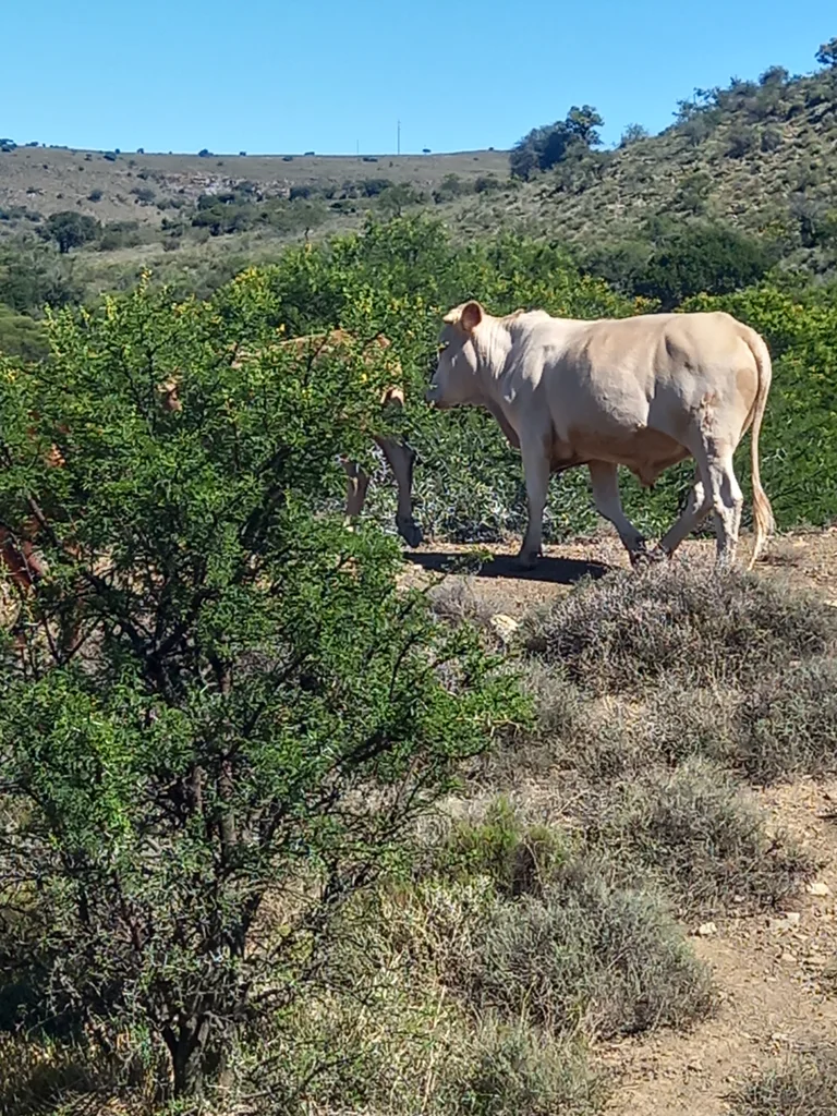 9 Osse/Oxen te koop/For sale