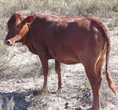 bonsmare female cow for sale