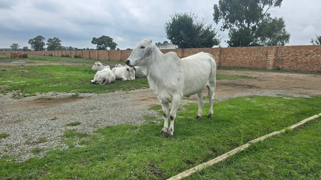 Brahman Females