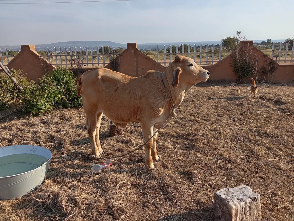 brahman x bull for sale