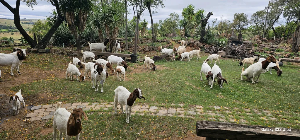 Boergoat for sale