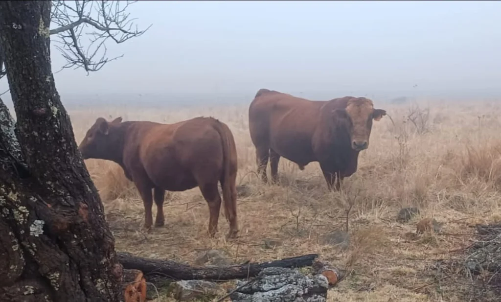 Bonsmara Bull for Sale