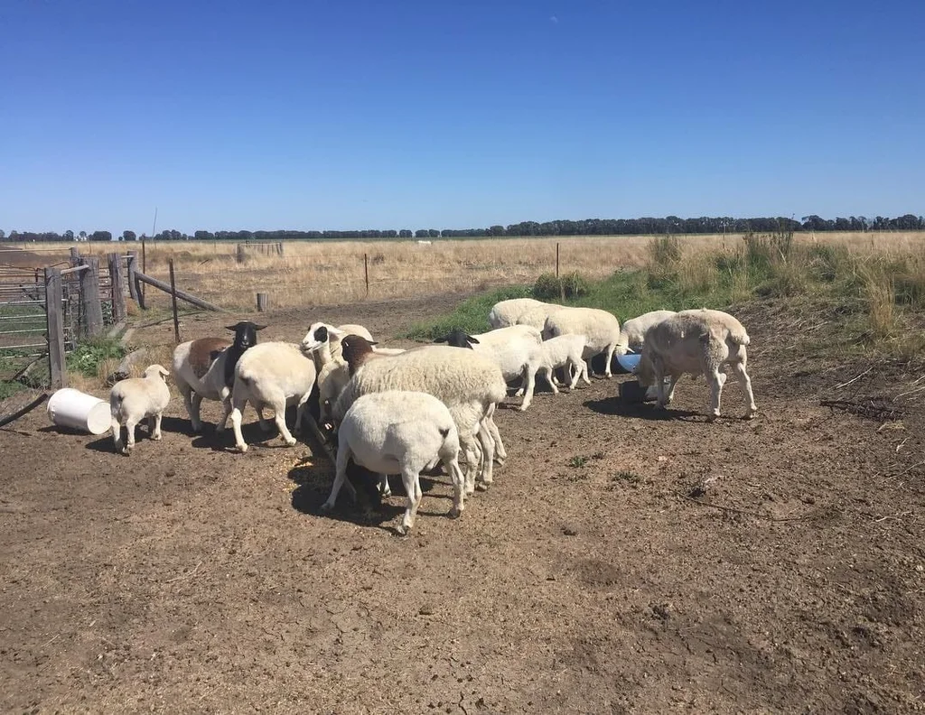 Dorper and merino sheeps